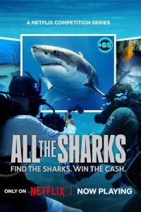 Đi tìm cá mập - All the Sharks