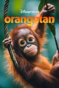 Orangutan - Orangutan